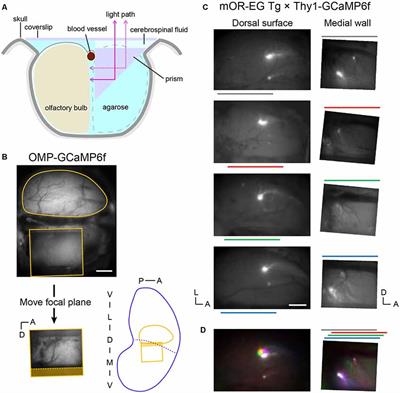 A Prism Method for Optical Glomerular Mapping of the Medial Olfactory Bulb in Mice